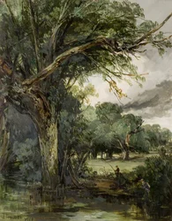 Woody Landscape